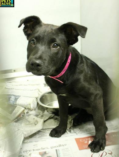 Puppy ID #A266460, as depicted on the Memphis Pets Alive page on Facebook.