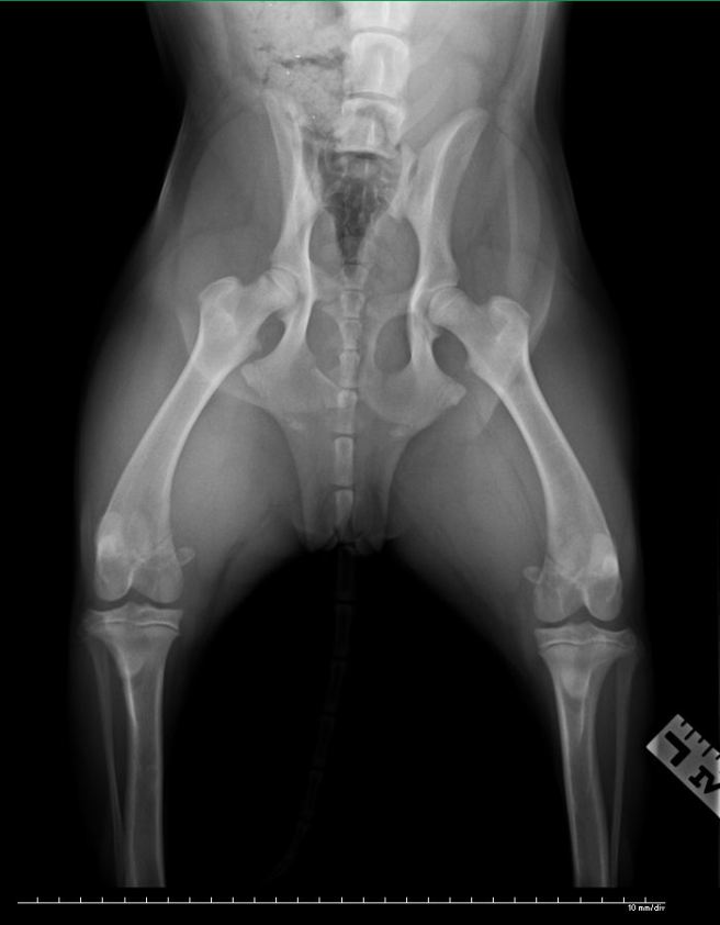 Radiograph of dog pelvis showing 2 fractures  (click to enlarge)
