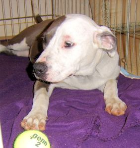 Billy can not stand for any dog to be without a tennis ball.