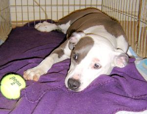 Not chasing tennis balls anytime soon.