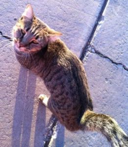 Rahzz, as shown on the WFSA website.