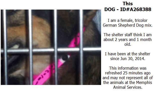 Screengrab from PetHarbor of a lost dog, posted by the Memphis pound.