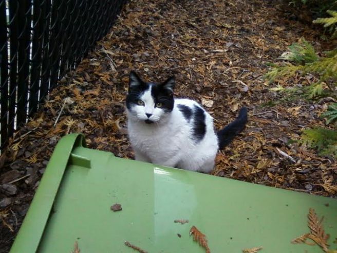 Abby, member of a manged TNR colony in Alabama.  (Photo by Aubrie Kavanaugh)