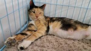 Pregnant cat being sheltered by volunteers after being saved from the Anderson Co pound kill room.  [Photo via Facebook]