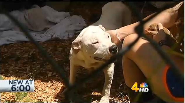 Elsa, in foster care, as depicted on the WSMV website.