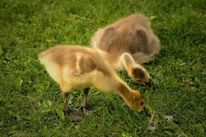 Goslings [Image via Wikipedia]