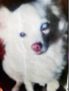 Guero, as pictued on ABC13.com