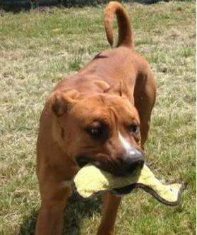 Happy Feet, as depicted on the Herald-Tribune website.