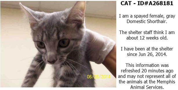 Manhandled kitten, as posted by MAS on PetHarbor.com