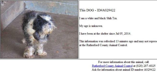 A toy dog on concrete at the Rutherd Co pound in NC  [Screengrab from PetHarbor]