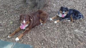 Scout and Josie, as shown on the NBC Philadelphia website.