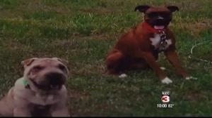 Vick and Fancy, as depicted on the KATC website.