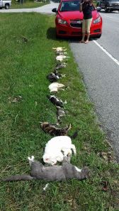 10547683_10204307225943264_6244524054674198720_n