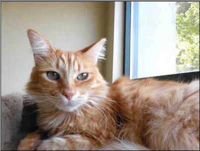Cat ID #309183 at Sonoma Co Animal Services, as shown on PetHarbor.  (Click link to read the fabulous bio.)