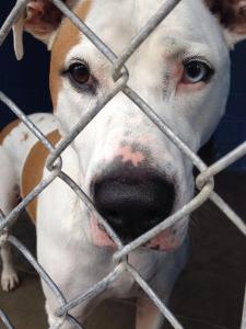 A dog named "60881" posted on Petfinder by Rowan Co and described as "**LAST DAY IS MONDAY 8/4/14!!**", as shown on the website on August 7, 2014.