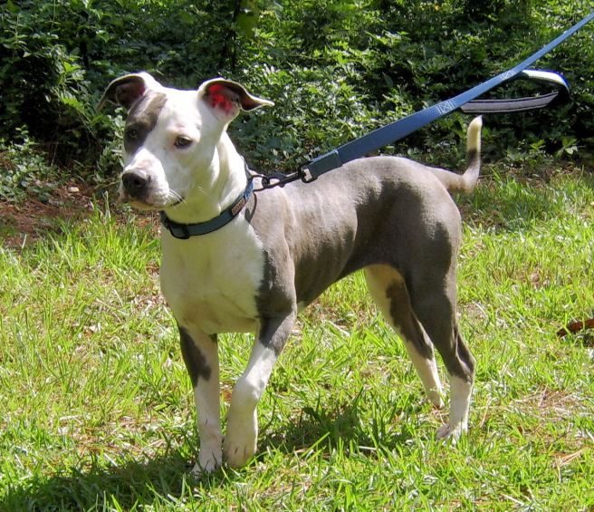 The sun popped out for 5 minutes this weekend.  Jade ran outside to pose in it.
