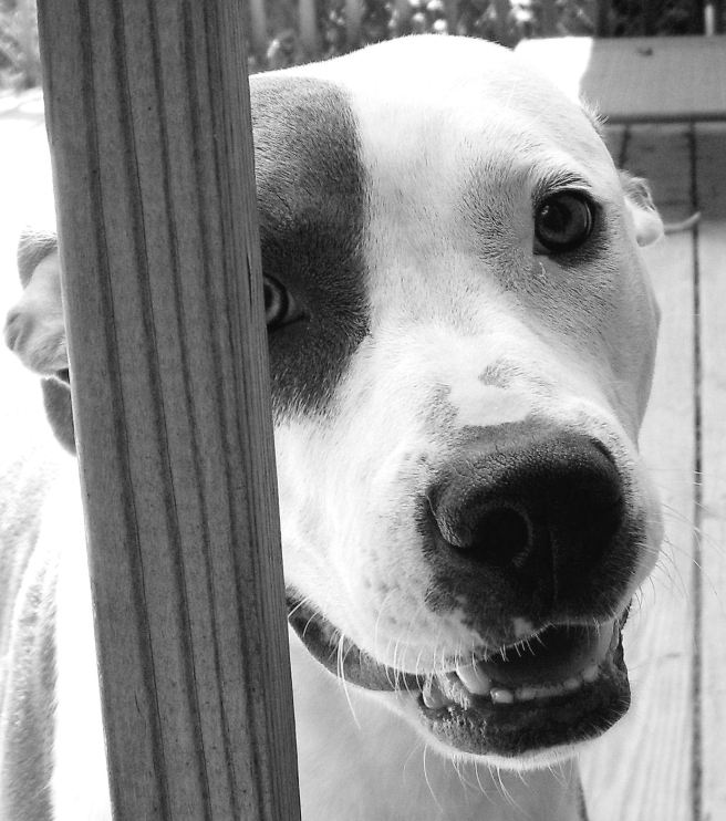 It's so hot outside.  But Jade is always ready to pose for her blog pic.