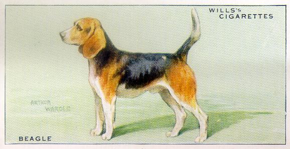 beagle cig