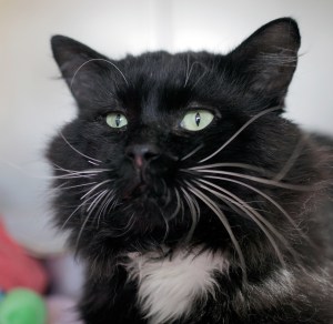 Clark, as pictured on the Press-Herald website.