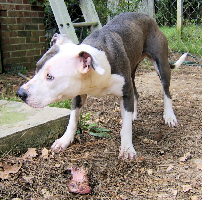 Did you hear that?  I certainly hope it's not anyone thinking about trying to touch my bone.