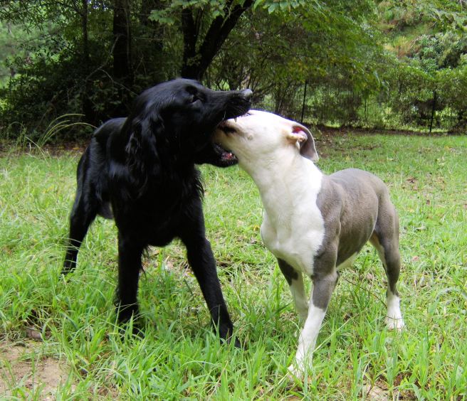 Jade checks out whether Schroeder has locking jaws.