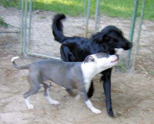 jade schroeder 092114