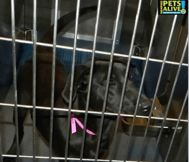 Dog #271273 at the Memphis pound, as photographed by Memphis Pets Alive.