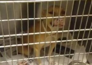 Dog #272194 at MAS, as depicted in a screengrab from a video on Facebook.