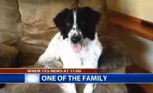 Daisy, as pictured on the WNEM website.