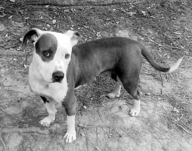 Jade is halfway through her mandatory jail term, aka post-spay recovery period.