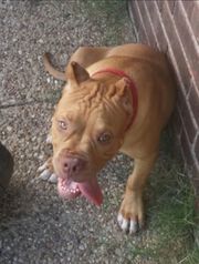 Max, as shown on the WFAA website.