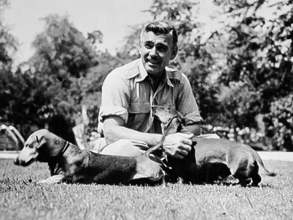 clark gable and dachshunds