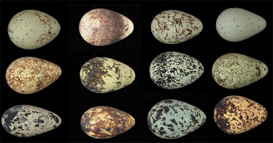 eggs