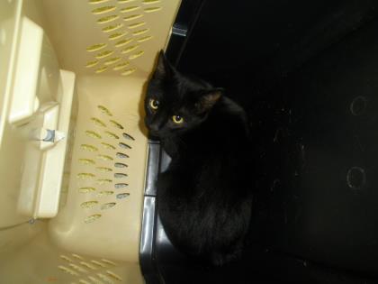 Tipped over in his carrier for a photo, this cat is listed as an adoptable pet by the Lincoln Co pound on Petpoint.