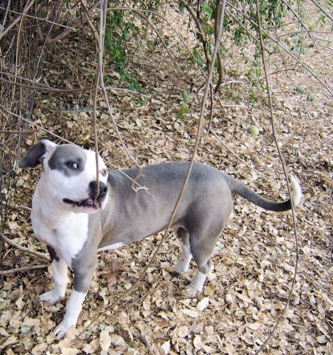 It's the first day of winter but the kudzu needs work all year round.  Jade helps with that.