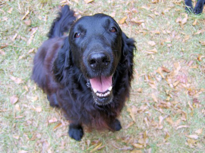 Randi, September 29, 2002 - December 30 2014