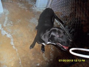 A dog at the Steelville pound in a photo from 2013 on Facebook.