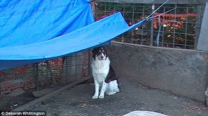 Photo attributed to Deborah Whittington, as shown on the Daily Mail website.