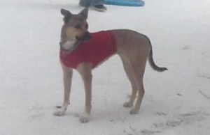 Honey, as shown on the WECT website.