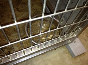 Photo documenting filthy conditions at the Klein Animal Shelter (Photo posted on the KE website.)