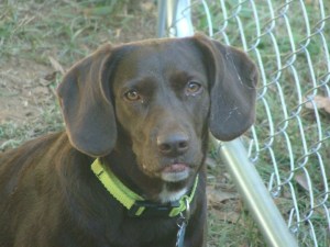 Mocha, as shown on the WBTV website.