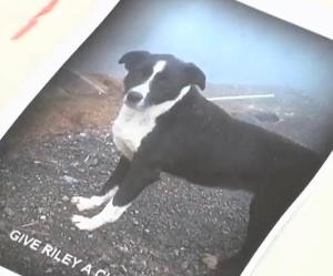 Screengrab from KTVL showing a portion of a protest sign held by a Riley supporter.