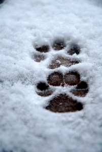snowpaws