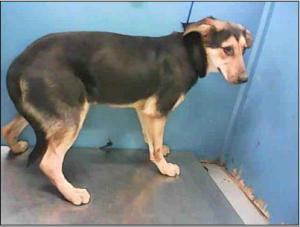 Dog ID #A1296681 at BARC, as pictured on PetHarbor.