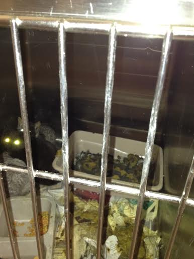 Cats in a filthy cage at the Klein Animal Shelter.