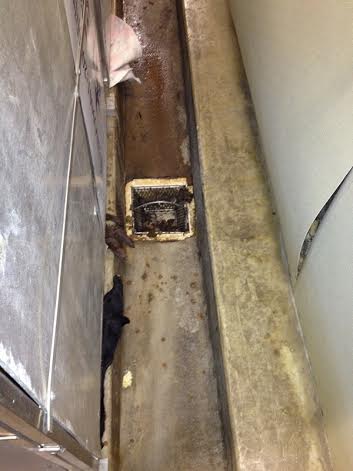 Waste trough at Klein Animal Shelter.  A pair of animal legs is visible hanging out the back of a cage into the trough.