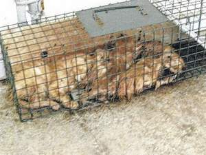 Six cats in a trap on the floor of the Van Wert Co Humane Society, 