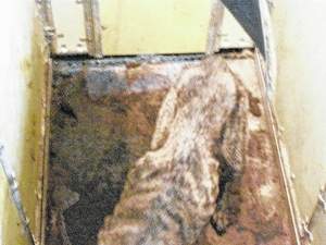 Emaciated dog, photographed by the Van Wert Co sheriff's office on July 20, 2014, as shown on limaohio.com.