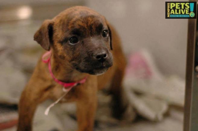 Puppy ID #275425 at the Memphis pound, as photographed by Memphis Pets Alive.