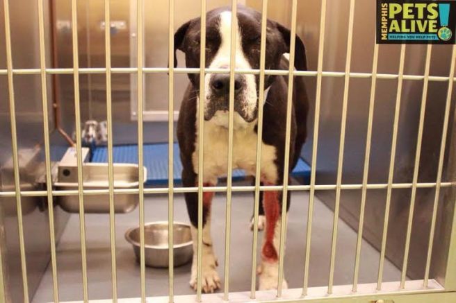 Dog ID #275494 at the Memphis pound, as photographed by Memphis Pets Alive.